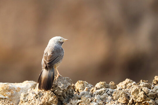 Yellow-billed Babbler Perched on Mud Hump &ndash; Close-Up Wildlife Portrait. A Yellow-billed Babbler (Turdoides affinis) perched on a small mud hump in its natural habitat, captured in a detailed close-up.
