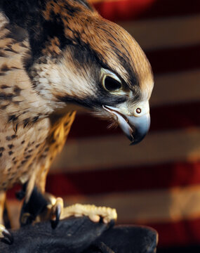Lanner falcon (falco biarmiscus) close-up of head in front of American flag