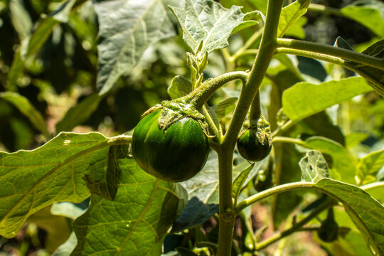 Close-up of fresh green jilo fruits, also known as scarlet eggplant, ripening on the bush inside a local plantation. Cultivated in Brazil, South America.