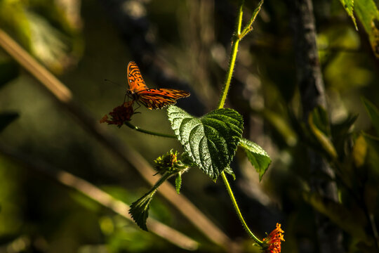 A vibrant orange and black Juno longwing butterfly (Dione juno) collecting nectar from a blooming orange cambara flower (Lantana camara) in the wild nature of Brazil, 