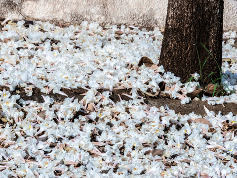 Fallen white ipe tree flowers covering the ground around trunk. Beautiful natural background showing a carpet of fallen white trumpet flowers from a Tabebuia roseo-alba tree 