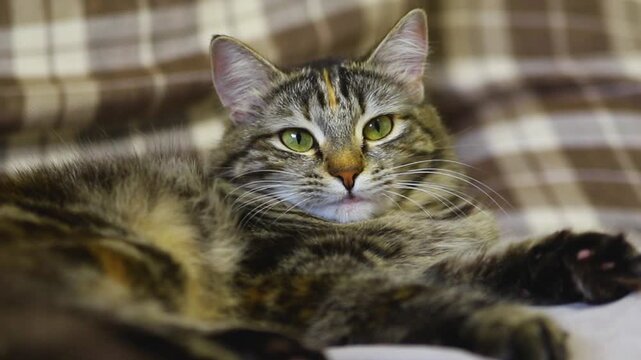 A striped fluffy cat was lying sleepily on the couch. An adult cat is resting.