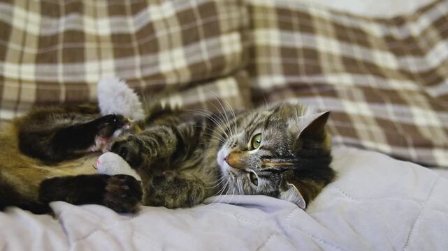 A striped fluffy cat is playing with a toy on the couch. A curious playful kitten.