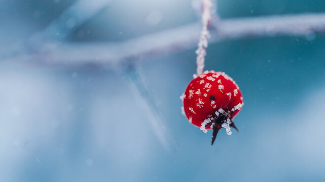 Single red rose hip covered in frost and snow, beautiful winter macro photo with teal blue background, shallow depth of field, and dreamy soft bokeh