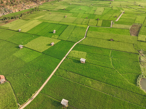 Aerial view of Munjungan Rice Fields with lush green paddies, small wooden huts, and a narrow dirt path winding through the agricultural landscape in Munjungan, East Java, Indonesia.