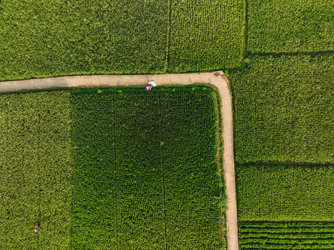 Aerial view of Munjungan Rice Fields with a person walking along a narrow dirt path through lush green paddies in Munjungan, East Java, Indonesia.