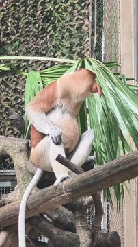 Proboscis monkey sitting on tree branch in naturalistic enclosure moving in this high quality video footage