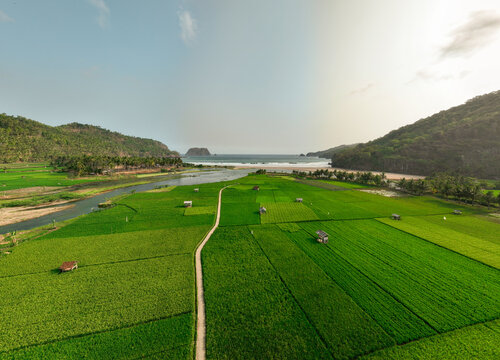 Aerial view of Munjungan Rice Fields featuring lush green paddies, a winding path, small huts, and a river flowing towards the beach in Munjungan, East Java, Indonesia.