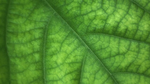 Extreme close-up video of a green plant leaf, revealing an intricate network of veins and subtle variations in surface texture. The frame creates an abstract botanical pattern with natural detail 
