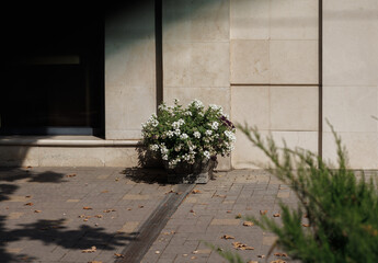 A blooming white flowerpot stands on a paved sidewalk near a beige stone wall with dramatic soft shadows on a sunny day © Farkhad