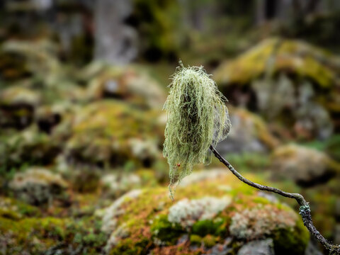 Close up of beard lichen in a old forest
