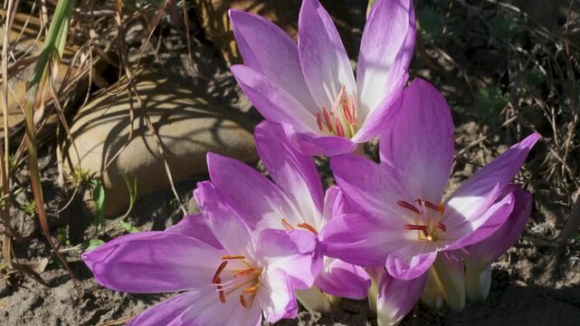 Close-up of lilac colchicum flowers blooming from bare soil in warm autumn sunlight, surrounded by dry grasses and garden vegetation.