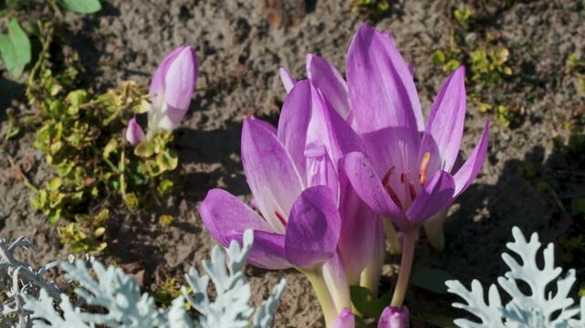 Close-up of delicate lilac colchicum flowers blooming in a botanical garden, growing directly from the soil among ornamental plants in warm sunlight.