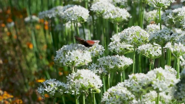 Peacock butterfly feeding on white allium flowers in a sunny botanical garden, surrounded by lush green foliage and other blooming plants.