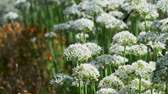 White allium flowers blooming in rounded clusters in a sunny botanical garden, with bees and a butterfly visiting the flowers among lush green foliage.