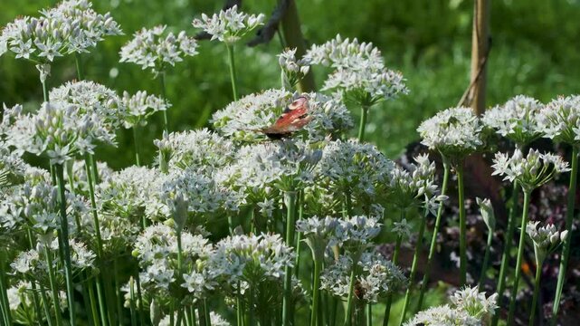 Peacock butterfly with distinctive eyespot wings flying over white allium flowers in a sunny botanical garden, surrounded by lush green foliage.