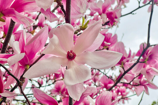 Perfect pink flower in spring in Batumi Georgia