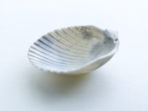 Empty shell