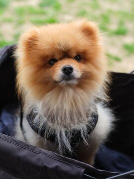Portrait of a Small Dog