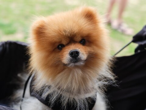 Portrait of a Small Dog