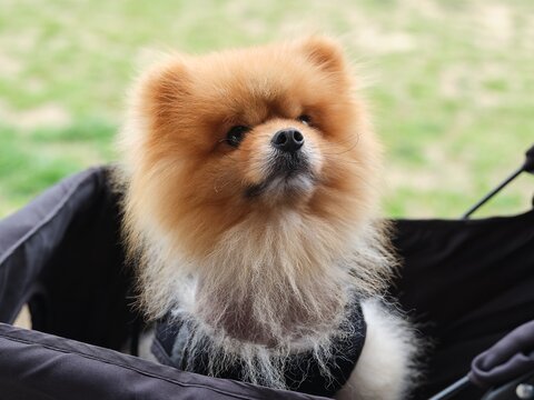 Portrait of a Small Dog