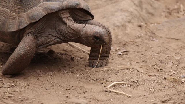 Tortue g&eacute;ante des Seychelles
