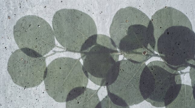 Shadow of Leaves on Concrete Wall Background