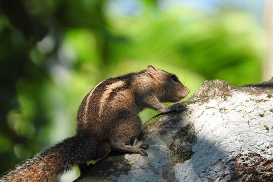 Indian Palm Squirrel Climbing a Tree in Sri Lanka