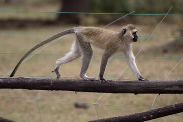 vervet monkey walking across fence © Danielle