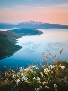 Sea campion wildflowers blooming in northern Norway near Narvik, scenic fjord view and sunset mountain landscape in the Arctic travel destination beauty in nature