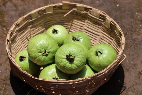 Organic guava harvest picked from home fruit garden placed in woven basket under natural daylight