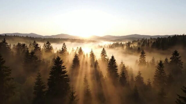 Aerial view of misty pine forest at sunrise with golden sun rays and mountain horizon drone trees