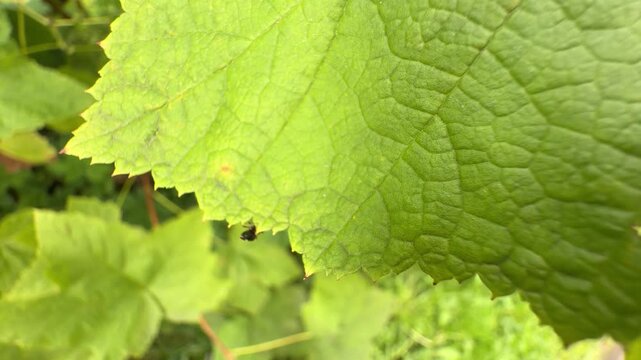Brown marmorated stink bug on leaf: crop pest threat or agricultural macro footage