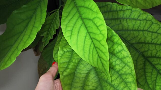 Close-up video of avocado (Persea americana) leaves showing prominent green foliage with clearly visible veins