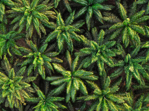 Aerial view of an oil palm plantation with dense green fronds and symmetrical patterns in Anggana, East Kalimantan, Indonesia.