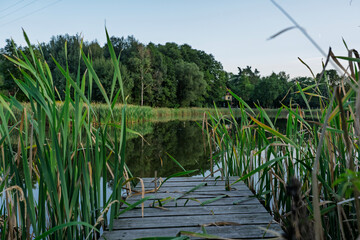 Obraz premium Wooden dock extending into a calm pond surrounded by reeds and trees