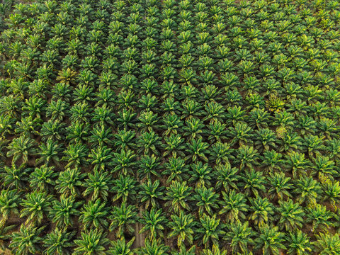 Aerial view of an oil palm plantation with rows of green trees in Anggana, East Kalimantan, Indonesia.