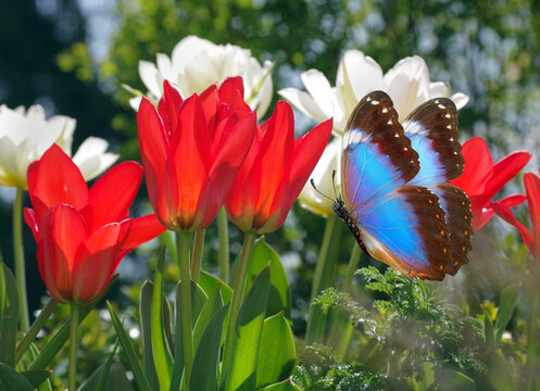 red and white tulips and blue morpho buttefly in the garden. selective focus