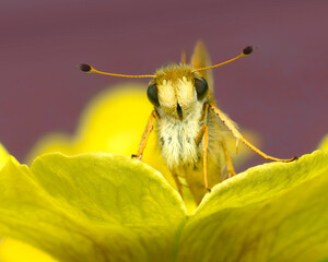 Macro of yellow skipper on yellow petunia © MICKEY