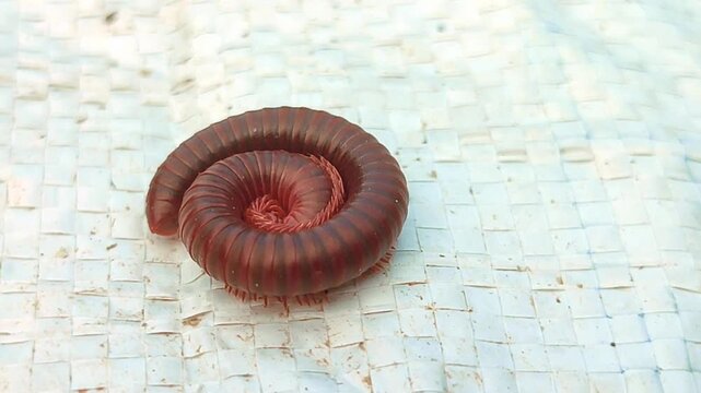 Red Brown Millipede Curled in Spiral Shape on Light Textured Surface