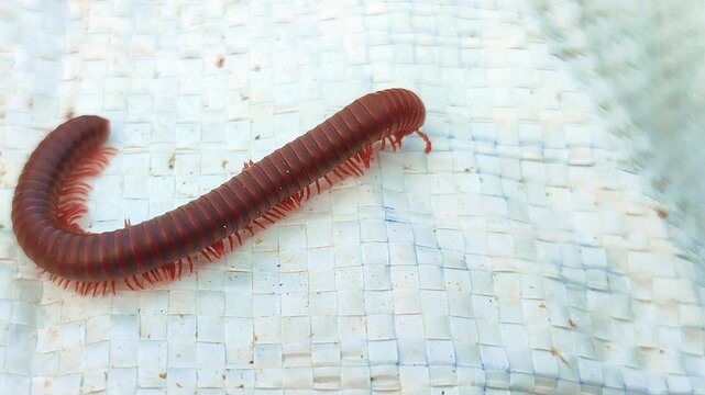 Tropical arthropod, unique invertebrate, wildlife macro detail.