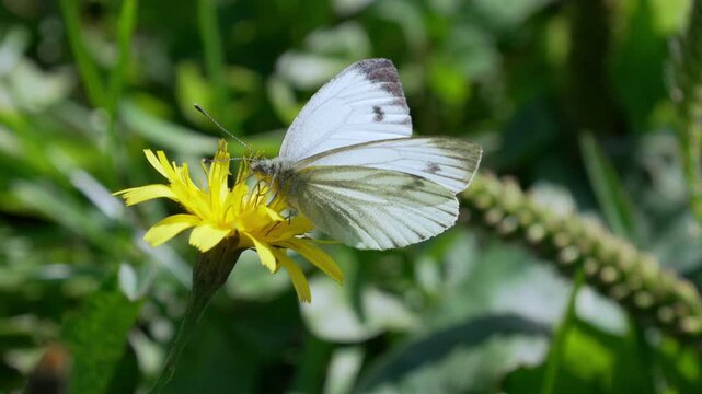 White butterfly nectars on bright yellow dandelion. Green grass and blurred foliage surround it. Natural light enhances the delicate wings and petals. Slow motion