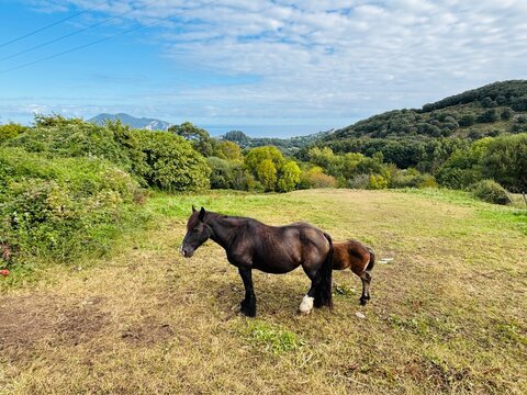 Caballo
