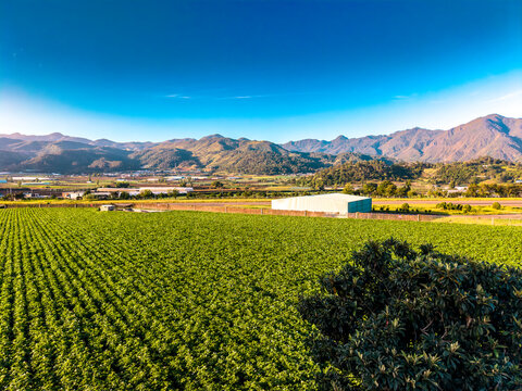 Aerial view of lush green agricultural plantations nestled against a backdrop of rolling mountains under a clear blue sky in Constanza, La Vega Province, Dominican Republic.