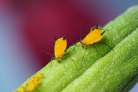 aphids bug on leaf