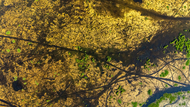 Aerial view of the intricate patterns of water channels and vegetation in the wetlands of Salatiga, Central Java, Indonesia.