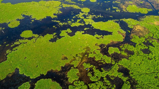 Aerial view of a lush green marshland with dark water channels and a small boat navigating through the wetlands in Salatiga, Central Java, Indonesia.