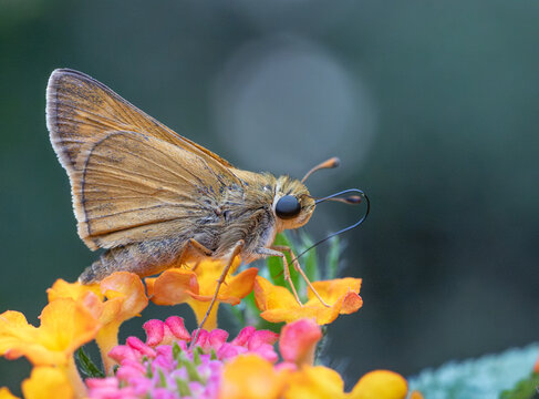 Macro of yellow skipper isolated on lantana