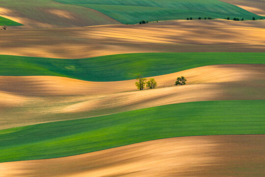 Aerial view of rolling agricultural fields with vibrant green and golden brown patterns, small clusters of trees, and soft shadows in Cejkovice, South Moravian Region, Czechia.