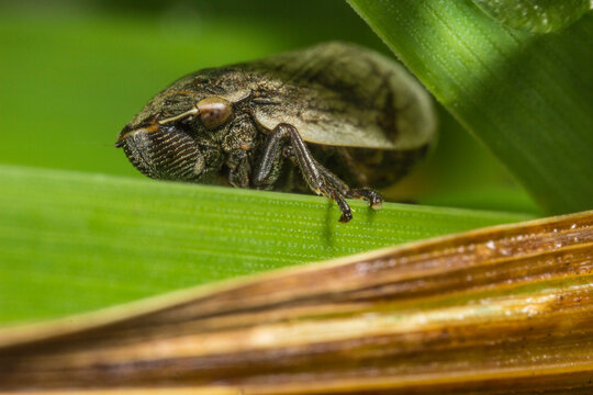 Spotted leafhopper on crop leaf: agricultural pest or macro farming hazard